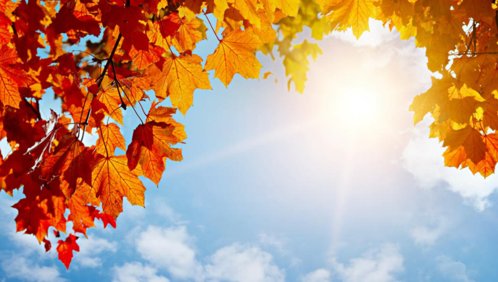 September leaves